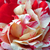 Pink - English rose - Ausdrawn